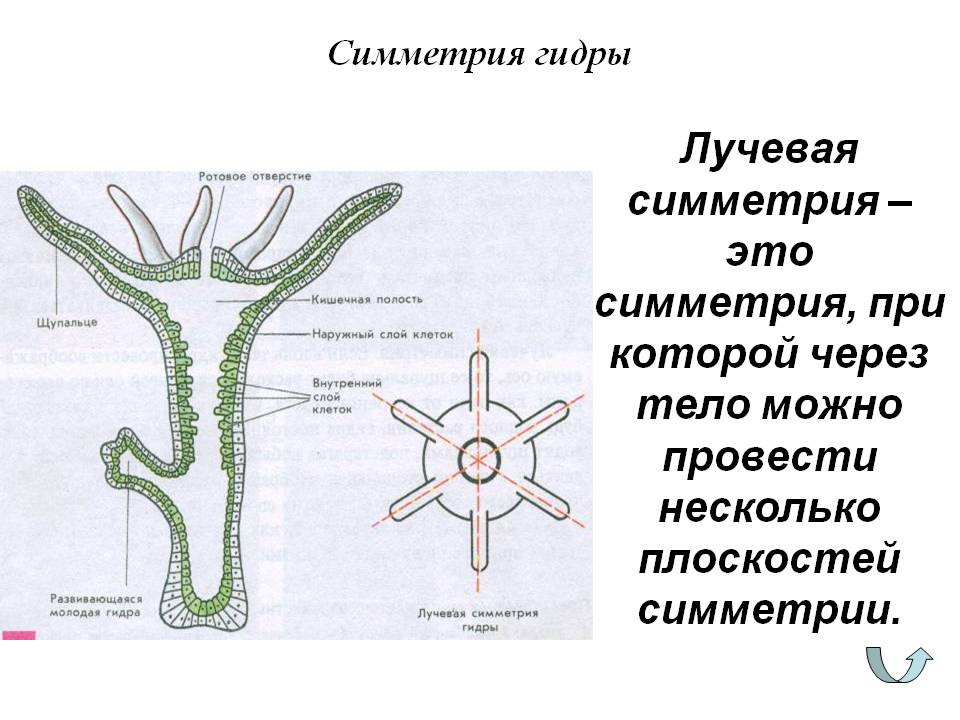 Kraken 13at сайт